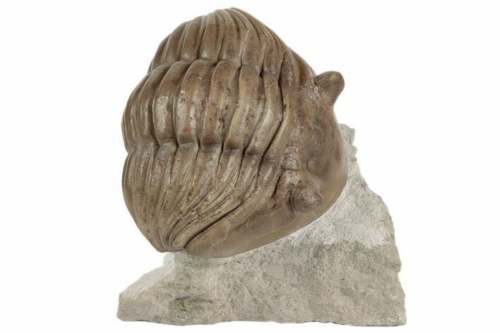 Asaphus Lepidurus Trilobite - Russia #191182